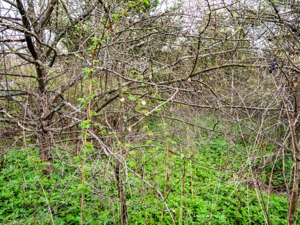 Underbrush Clearing in Marietta
