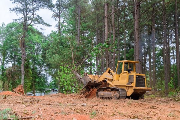 Forest Thinning in Marietta