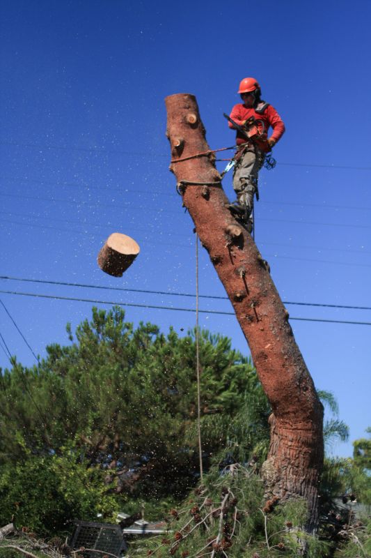 Tree Removal Services